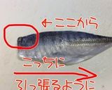 シメあじ作り方13写真