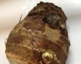 里芋(親芋)とベーコンの炊き込みごはん作り方1写真