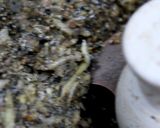 里芋茗荷黒味噌月見団子風作り方12写真