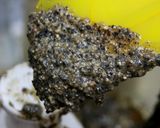 里芋茗荷黒味噌月見団子風作り方10写真