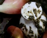 里芋茗荷黒味噌月見団子風作り方11写真