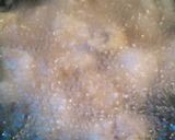 鶏のから揚げ作り方3写真