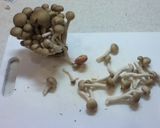 簡単！　秋のヘルシーきのこクリームパスタ作り方4写真