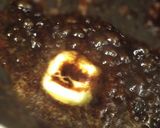 骨付ラムの黒ビール仕立て 焼きチーズ添え作り方4写真
