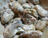 おつまみに☆簡単☆牡蠣のパン粉焼き作り方3写真