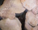 豚ロース肉照り焼き・ほうれん草トマト添え作り方11写真