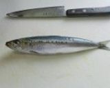 鰯の梅干煮作り方1写真
