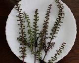 ご飯の供！醤油麹削り節deしその実の佃煮作り方1写真