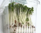 お弁当に簡単！ﾌﾞﾛｯｺﾘｰの芽ハム巻作り方2写真