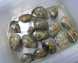 あさりとエビのワイン蒸し作り方1写真