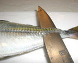お魚の三枚おろし作り方1写真