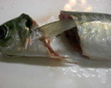 お魚の三枚おろし作り方2写真