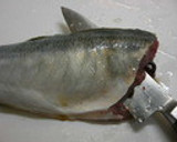 お魚の三枚おろし作り方5写真