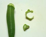 簡単シリコンスチーマーでオクラの胡麻和え作り方1写真