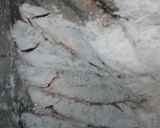 姉から学んだ！豆あじの南蛮漬け作り方5写真