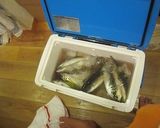 週末漁師　鯵のなめろう作り方1写真
