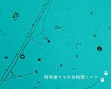塩麹の作り方作り方9写真
