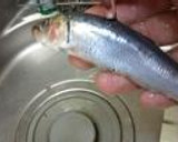 丸ごと食べよう！いわしの生姜煮 [圧力鍋使用]作り方1写真