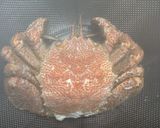 毛蟹の家食べ! 超カンタンな茹で方作り方3写真