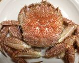 毛蟹の家食べ! 超カンタンな茹で方作り方4写真