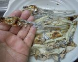 焼きギス飯作り方2写真