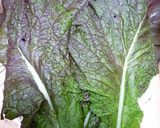 赤高菜の切り方（バーニャカウダ、サラダ）作り方1写真