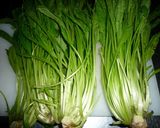京野菜の定番、壬生菜の切り方　京都カフェ作り方3写真