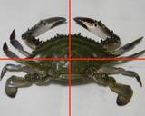 渡り蟹の豆板醤たまご炒め(チェンマイ風）作り方1写真