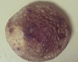 しいたけの下ごしらえと飾り切り（花・松）作り方5写真