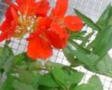 *花とハーブのクッキー*作り方1写真