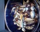 骨ごとパクパク小鯵（豆アジ）のからあげ作り方3写真