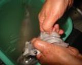 イカのさばき方(写真での説明付き)♪作り方10写真