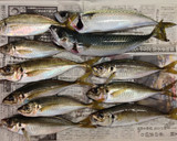 釣り人がその時の気力で作る「なめろう」作り方1写真