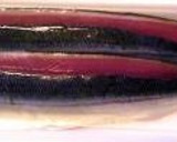 サンマの梅シソ挟み揚げ＆香味タレ作り方1写真