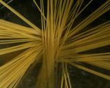 ✿簡単なめこパスタ✿作り方2写真