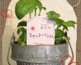 オリーブ風味のトマトandバジル作り方1写真
