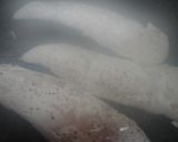 鶏のささみＤＥ常備菜作り方3写真