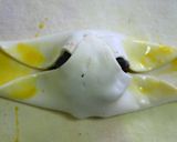 懐かしの味☆和風渋皮マロンパイ作り方7写真