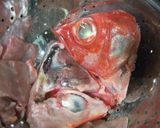目玉が目玉!!アラの煮付け作り方1写真