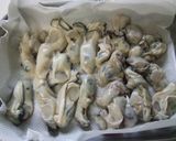 おつまみ＆ご飯のお供☆牡蠣の赤ワイン煮作り方2写真