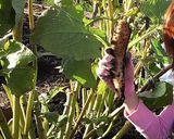 ヤーコンのきんぴら作り方5写真