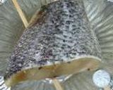 鯛と椎茸の炊き込みごはん作り方5写真