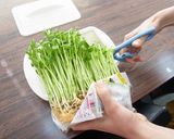 レンジでチン♪『豆苗のベーコン炒め』作り方2写真