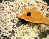 冬にオススメ★とろとろ麻婆白菜！作り方2写真
