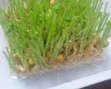 居酒屋の味☆豆苗とキャベツの塩麹サラダ作り方4写真