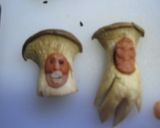 こびとづかん　リアルなワカイトキダケ作り方1写真