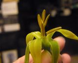 金針菜の中華炒め作り方8写真