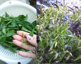 葉唐辛子炒め作り方6写真