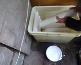 ばばちゃんが作るたくわんのお漬物作り方3写真