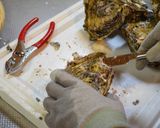 生牡蠣のカクテルソース作り方3写真